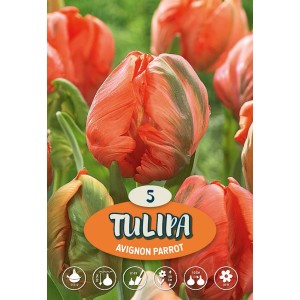 Tulipano arancione "Avignon Parrot" con petali piumati, ideale per aiuole e bordure.