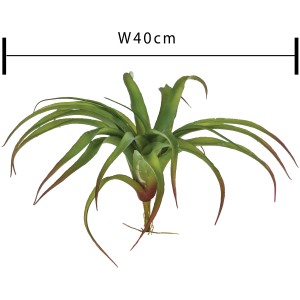 Tillandsia bromelia, circa 40cm di larghezza, foglie verdi con punte rossastre.