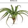Tillandsia bromelia, circa 40cm di larghezza, foglie verdi con punte rossastre.