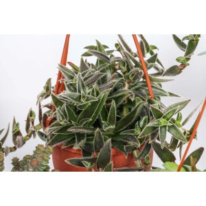 Succulenta t.b.t. verde pensile in vaso marrone.