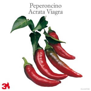Peperoncini rossi Peperoncino Acrata Viagra con foglie verdi. Ortaggi da frutto piccanti.