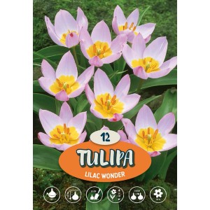 Tulipano rosa Lilac Wonder con centro giallo, ideale per aiuole e giardini.