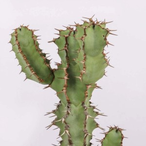 Euphorbia coerulescens pianta grassa vaso Ø 17 cm