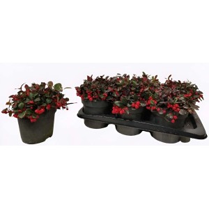 Pianta di Gaultheria con bacche rosse in vaso.