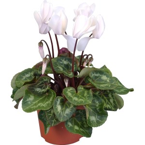 Ciclamino Midi Mix in vaso, fiori bianchi e foglie verdi con motivi.