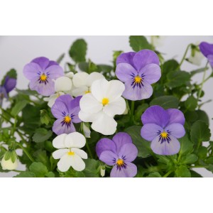 Viole del pensiero (Viola endurio) bianche e viola in vaso da 12 cm, ideali per la primavera.