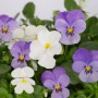 Viole del pensiero (Viola endurio) bianche e viola in vaso da 12 cm, ideali per la primavera.