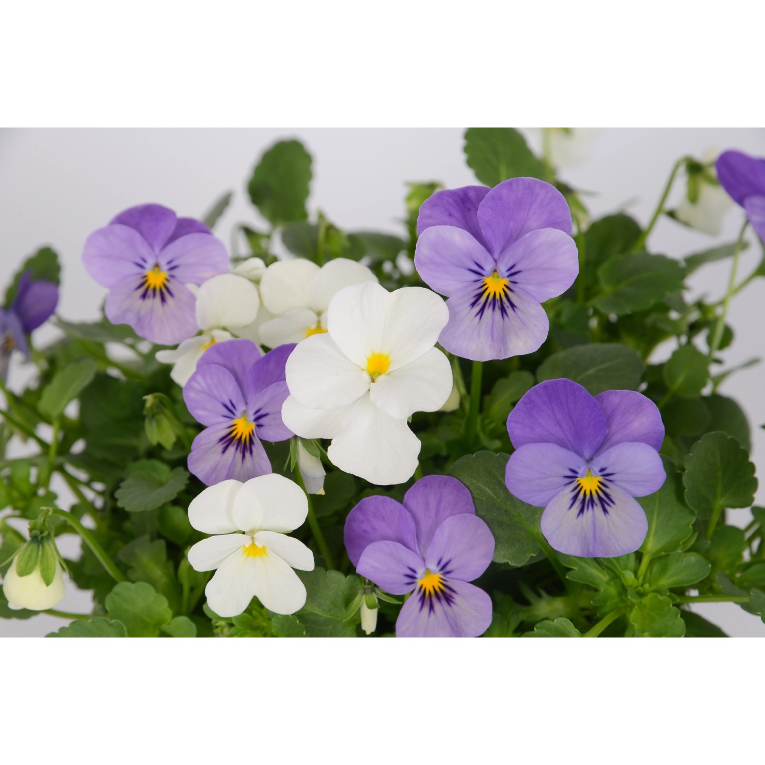 Viole del pensiero (Viola endurio) bianche e viola in vaso da 12 cm, ideali per la primavera.