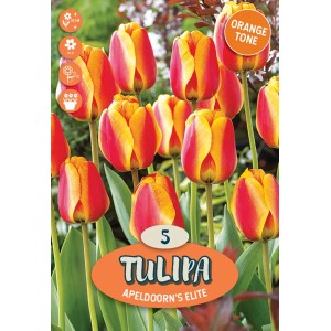Tulipani "Apeldoorn's Elite" rosso-arancio come bulbi da fiore per il giardino.