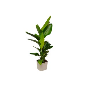Sterlizia vaso 29 cm