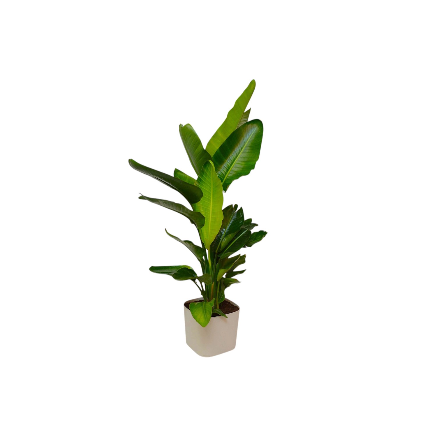 acquista Strelitzia da OBI