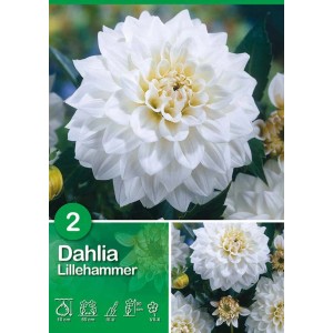 Dalia bianca Lillehammer, bulbo estivo per aiuole e bordure.