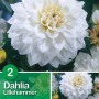 Dalia bianca Lillehammer, bulbo estivo per aiuole e bordure.
