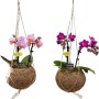 Due orchidee sospese in gusci di cocco, una rosa, una viola.