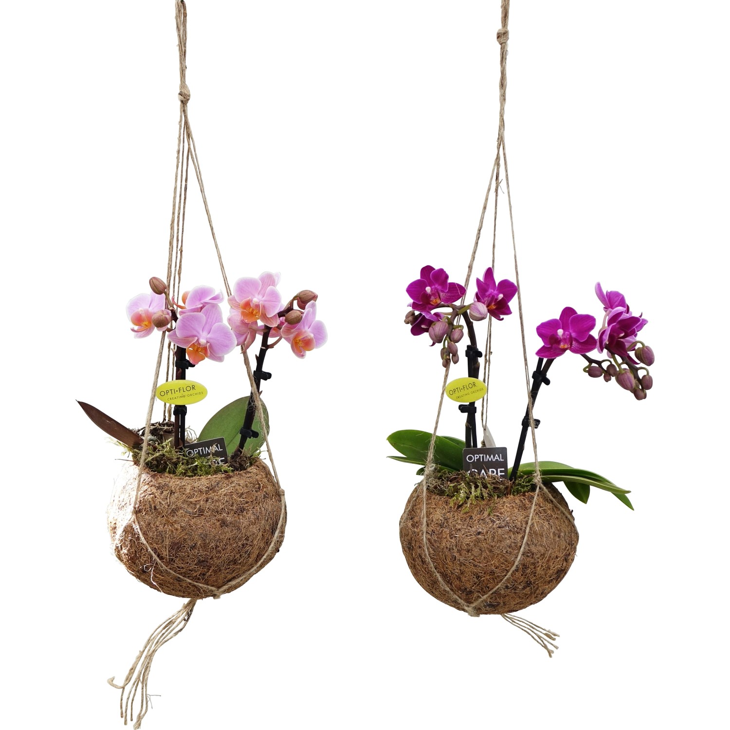 Due orchidee sospese in gusci di cocco, una rosa, una viola.