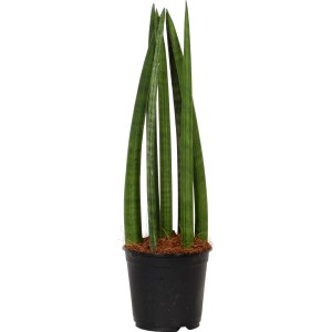 Sanseveria cylindrica in vaso nero, ca. 14 cm Ø, pianta d'appartamento robusta.