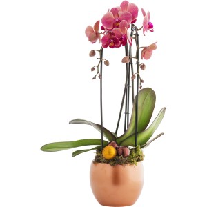 Orchidea rosa in vaso con elementi decorativi, elegante pianta da interno.
