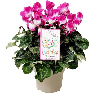 Ciclamino Indiaka in vaso, ca. 12 cm, con fiori rosa e bianchi.