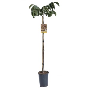 Albero da frutto t.b.t. in vaso con foglie verdi. Ideale per il giardino.