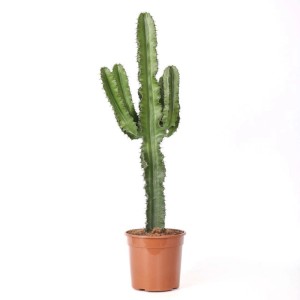 Euphorbia eritrea pianta grassa vaso Ø 17 cm