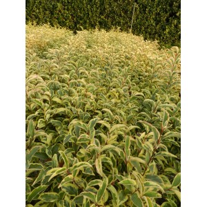 Pianta da siepe t.b.t. con foglie verde-gialle.