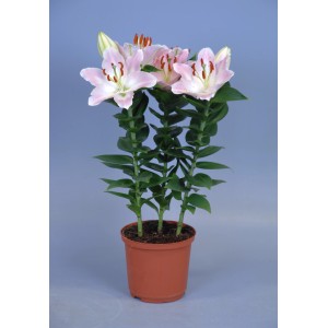 Giglio Rascal in vaso con delicati fiori rosa, diametro vaso circa 13 cm. Pianta fiorita per interni ed esterni.