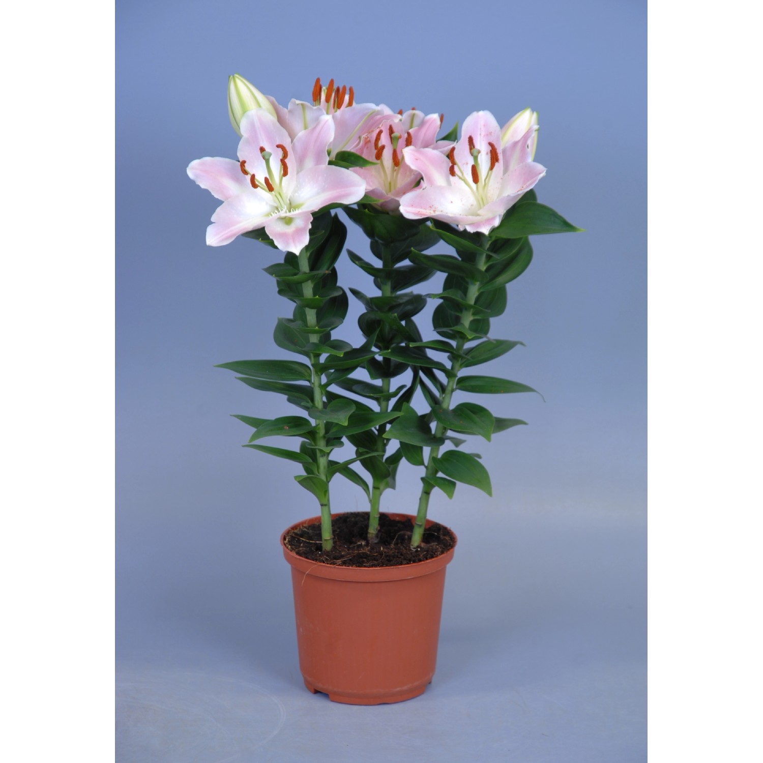 Giglio Rascal in vaso con delicati fiori rosa, diametro vaso circa 13 cm. Pianta fiorita per interni ed esterni.