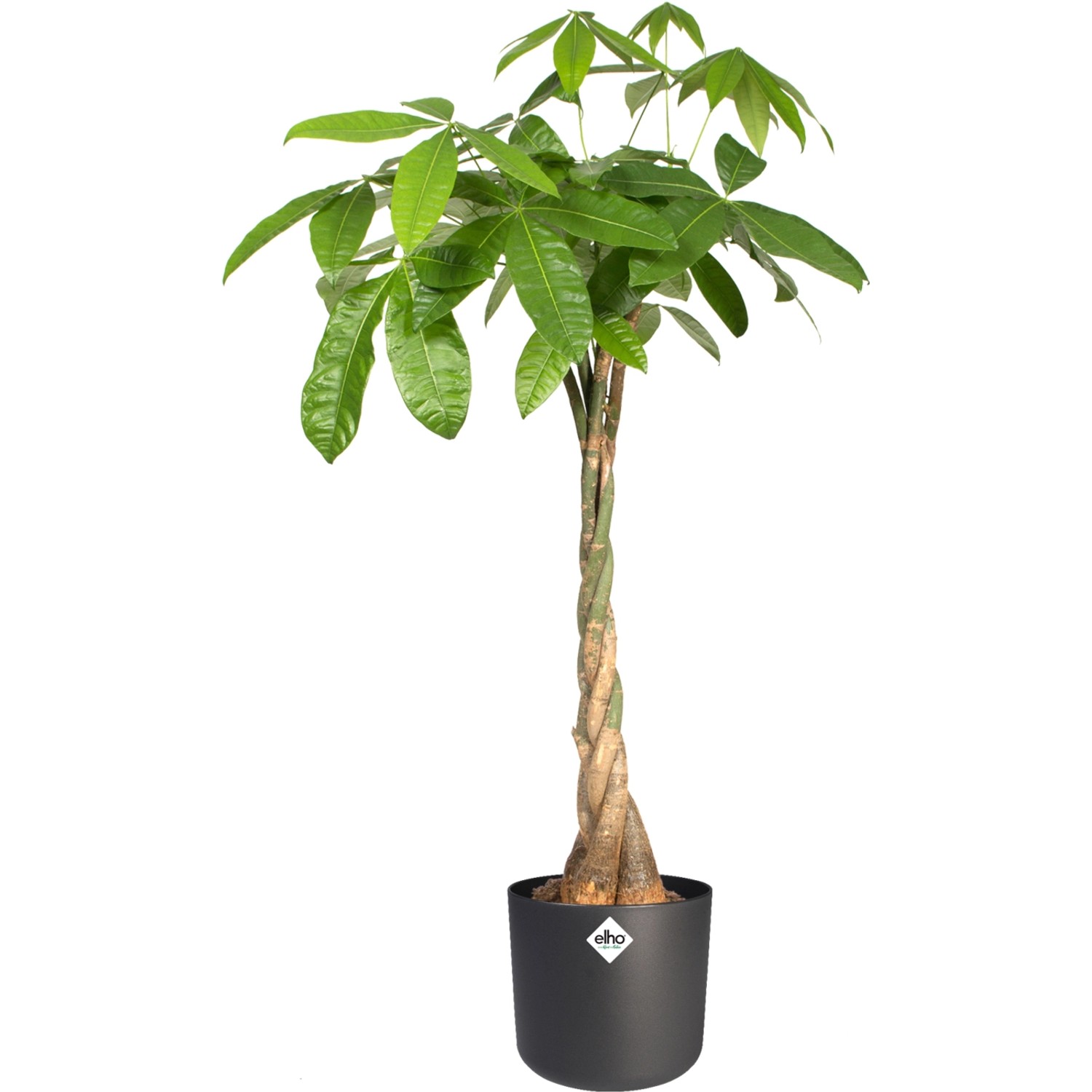 Vaso per fiori rotondo Elho B.For Soft antracite (Ø 18,3 cm) con pianta.