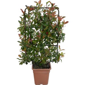 Fotinia Red Robin in vaso con supporto per rampicanti, alta circa 90 cm. Arbusto sempreverde con foglie rosse.