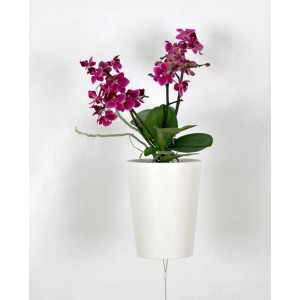 Orchidea sospesa a testa in giù con fiori viola in vaso bianco.