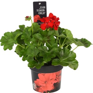 Geranio Calliope Dark Red in vaso, fiori rosso vivo e foglie verdi. Pianta eretta per aiuole, balconi e vasi.