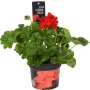 Geranio Calliope Dark Red in vaso, fiori rosso vivo e foglie verdi. Pianta eretta per aiuole, balconi e vasi.