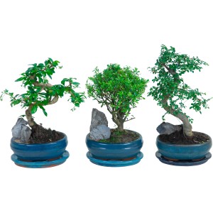 Tre alberi bonsai con pietre decorative in vasi blu, diametro vaso circa 16 cm.