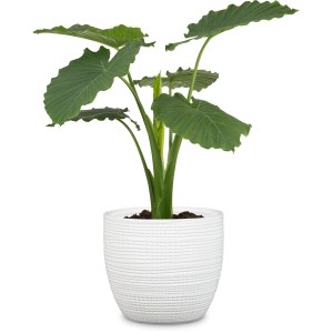 Scheurich vaso per piante 866 Panna, Ø 14 cm, in ceramica con texture per piante da interno.