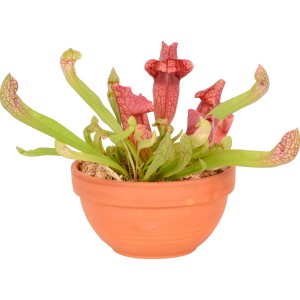 Sarracenia, pianta carnivora in vaso di terracotta, Ø 16cm. Pianta carnivora con ascidi verdi e rossi.