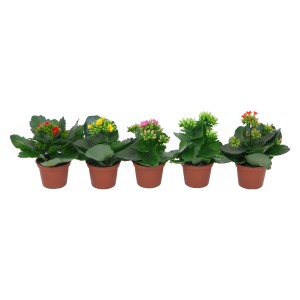 Mini Kalanchoe blossfeldiana Calandiva in vari colori in vaso.