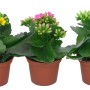 Mini Kalanchoe blossfeldiana Calandiva in vari colori in vaso.