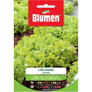 Confezione di semi di lattuga Lollo Bionda di Blumen, pianta di lattuga verde sullo sfondo.