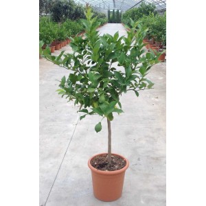 Albero da frutto t.b.t. in vaso con foglie verdi.