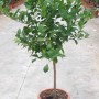 Albero da frutto t.b.t. in vaso con foglie verdi.