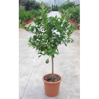 Albero da frutto Limone mezzo fusto
