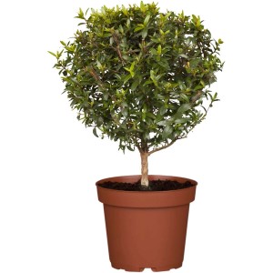 Arbusto sferico in vaso, foglie verdi. Arbusto ornamentale per giardino e balcone.