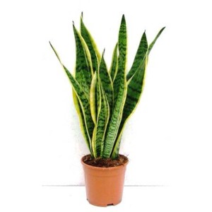 Sansevieria in vaso, pianta d'appartamento verde con bordi gialli.