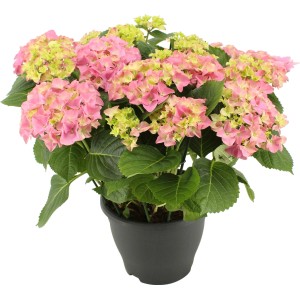 Ortensia da interno con fiori rosa e verde chiaro in vaso, altezza circa 45-55 cm.