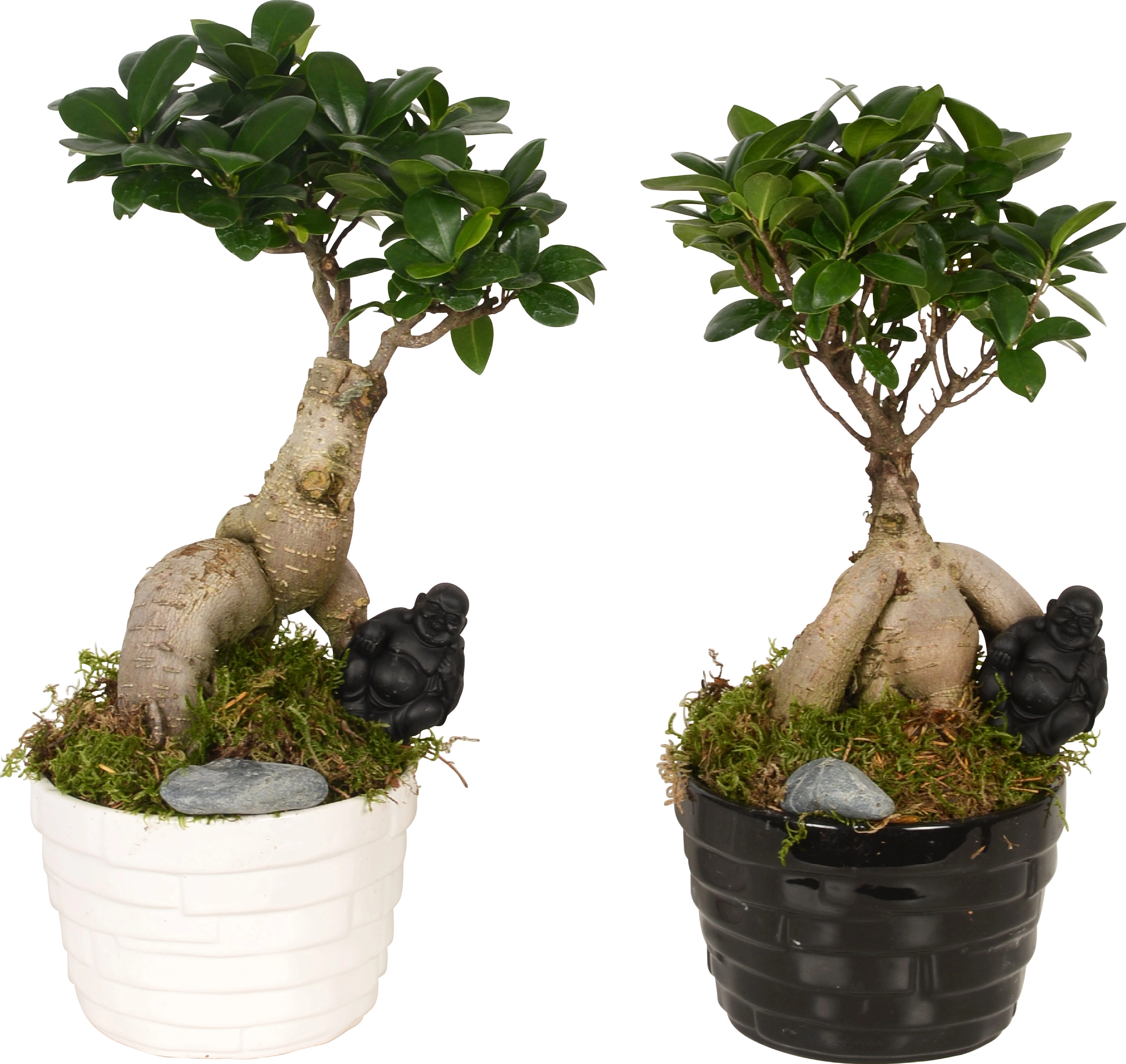 Bonsai vaso di ceramica Ø 19 cm