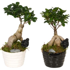 Bonsai da interno: composizione di Ficus Ginseng in vaso di ceramica bianco e nero con decorazioni.