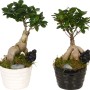 Bonsai da interno: composizione di Ficus Ginseng in vaso di ceramica bianco e nero con decorazioni.
