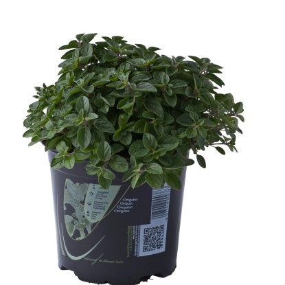 Pianta di Origano 14 cm