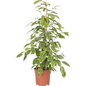Ficus benjamina in vaso marrone, foglie con bordi verdi e bianchi.