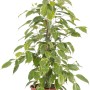 Ficus benjamina in vaso marrone, foglie con bordi verdi e bianchi.